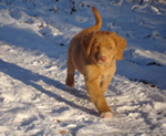 toller-ruede-puppies